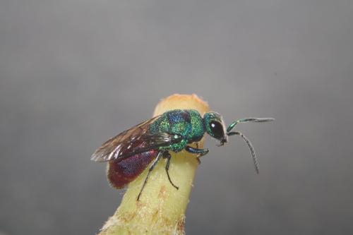 Réf. 297 044 : Chrysis sp.